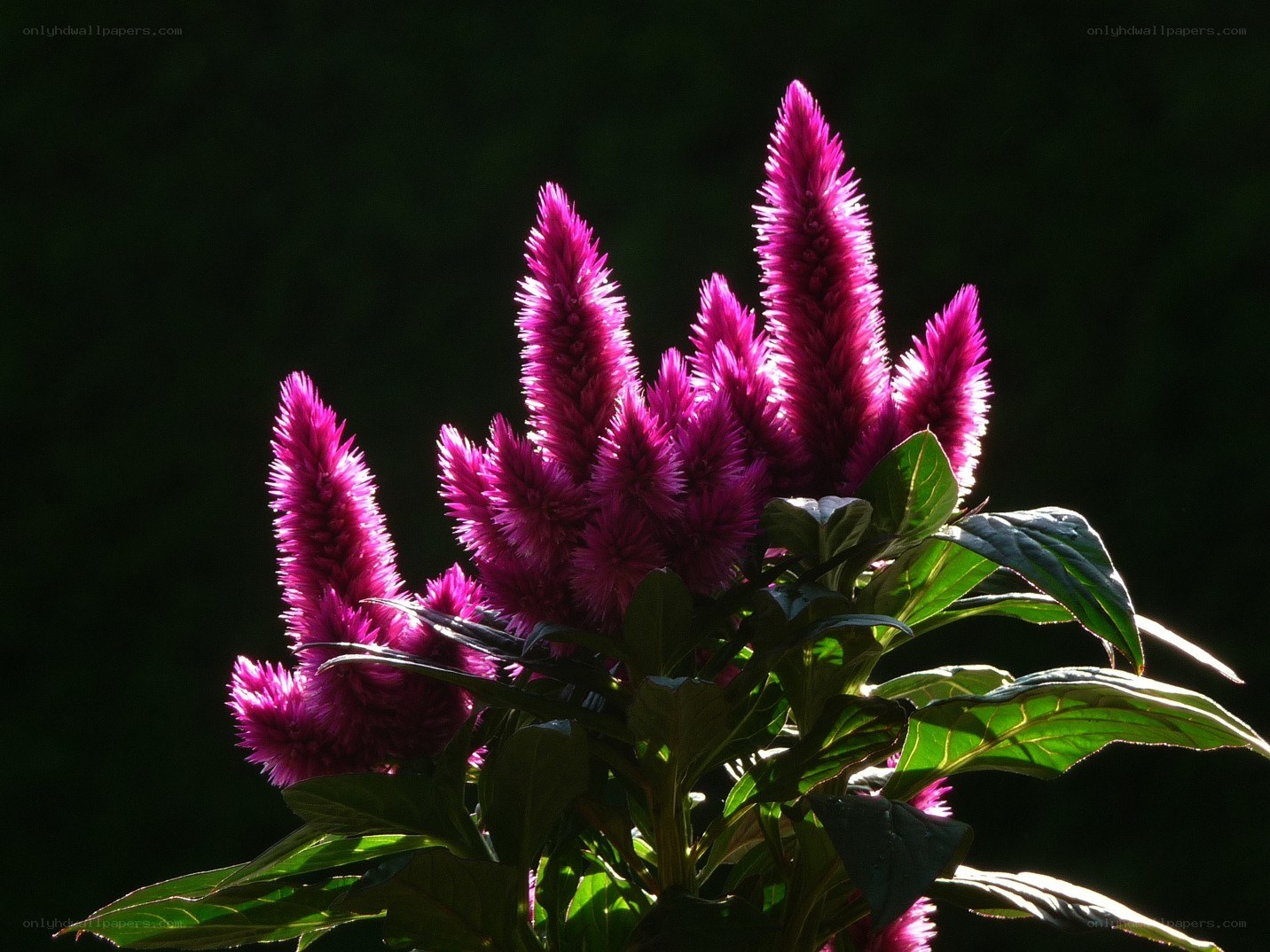 Purple cockscomb flowers in sunlight