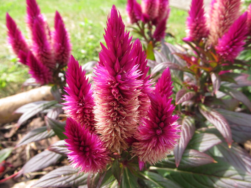 Purple Cockscomb Flowers — Magenta