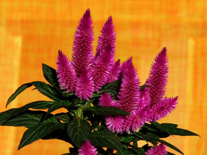 Purple cockscomb flowers