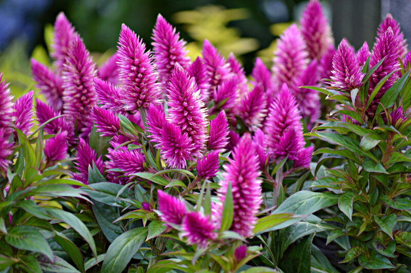 Purple Cockscomb Flowers — Vibrant
