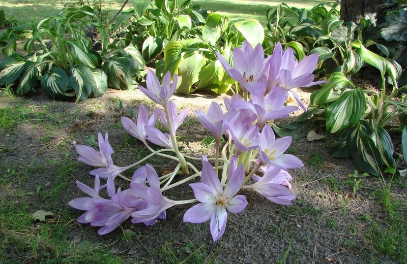 Purple Colchicum Flowers