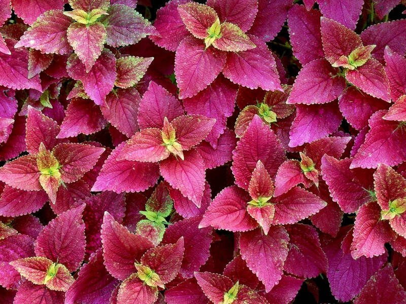 Purple Coleus Leaves