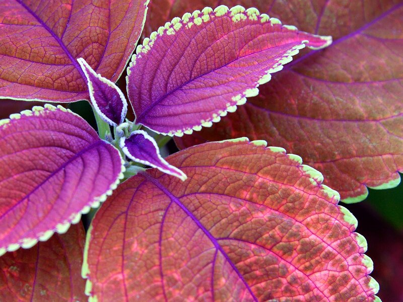Purple Coleus Leaves — Vibrant, Photograph, Veins