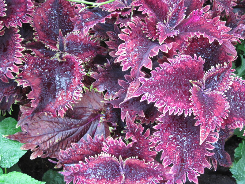 Purple Coleus Leaves — Vibrant