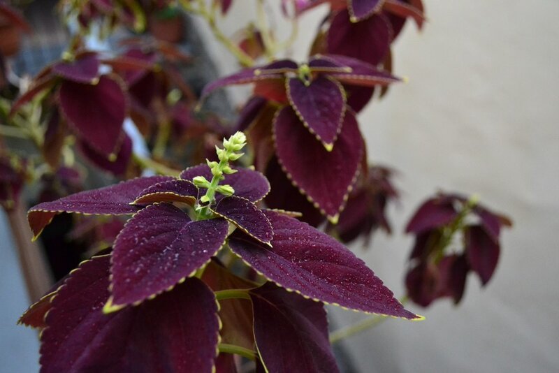 purple coleus plant with flowers