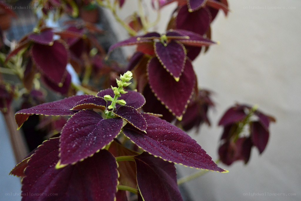 purple coleus plant with flowers