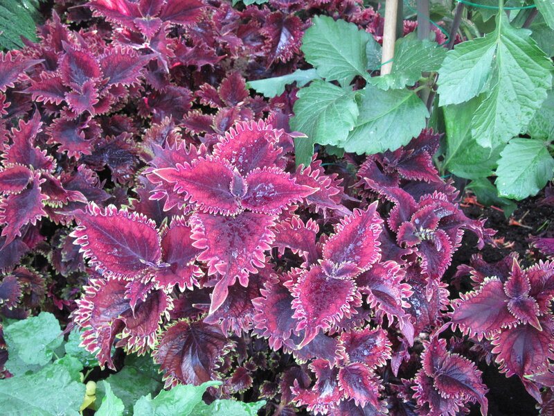 Purple Coleus Plants — Natural