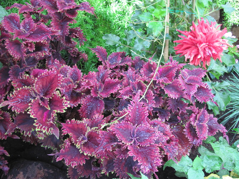 Purple Coleus Plants