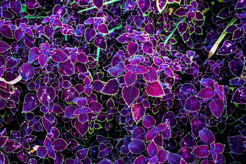 Purple Coleus Plants — Vibrant