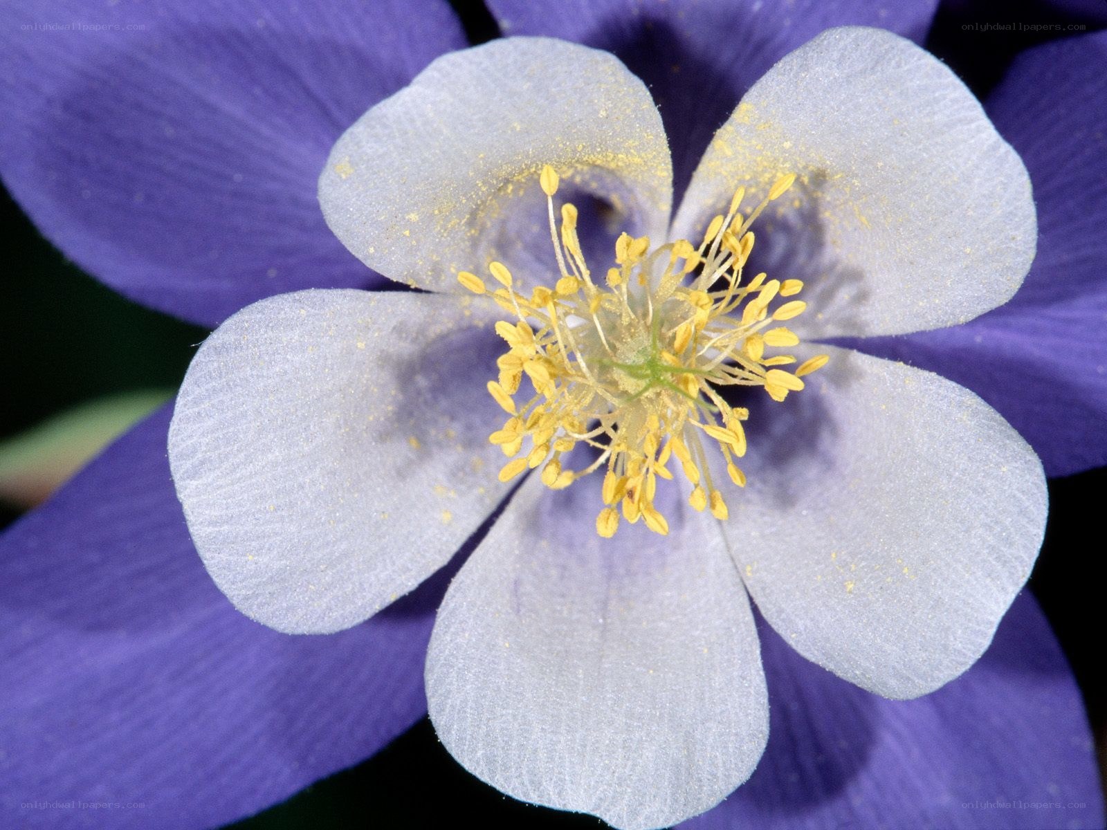 purple columbine flower
