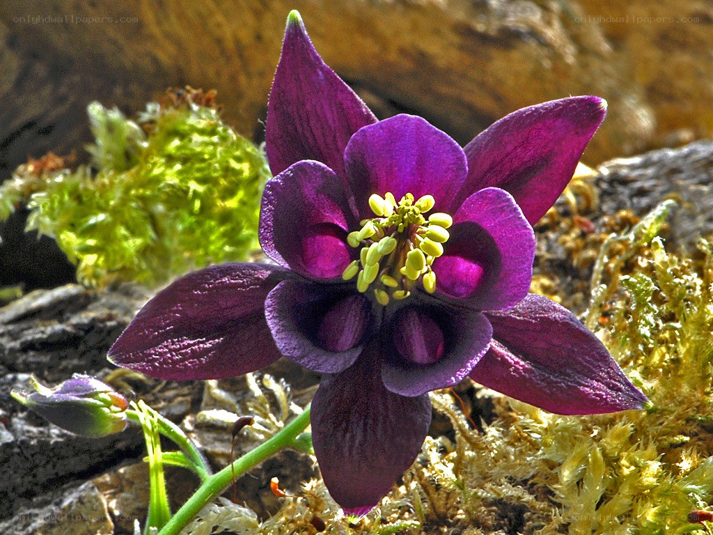 purple columbine flower