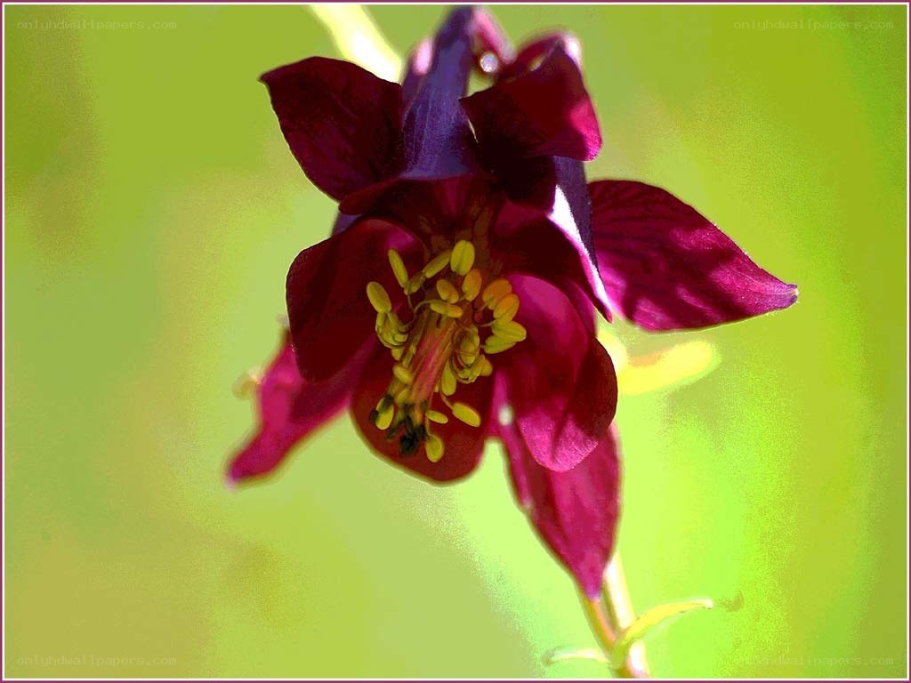 purple columbine flower