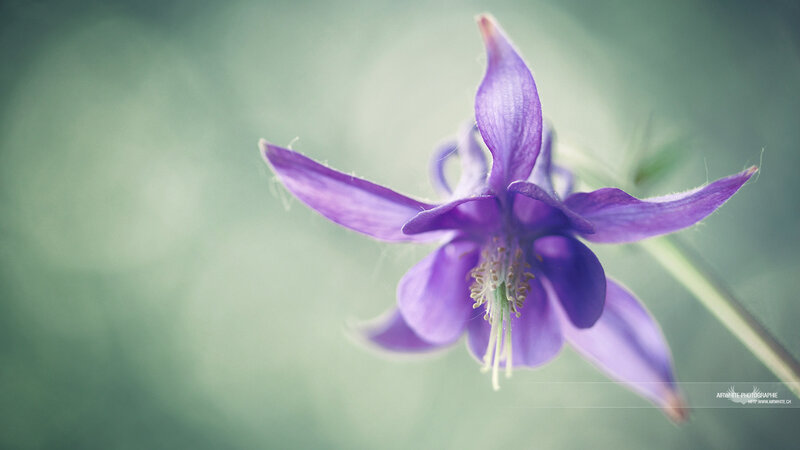 purple columbine flower