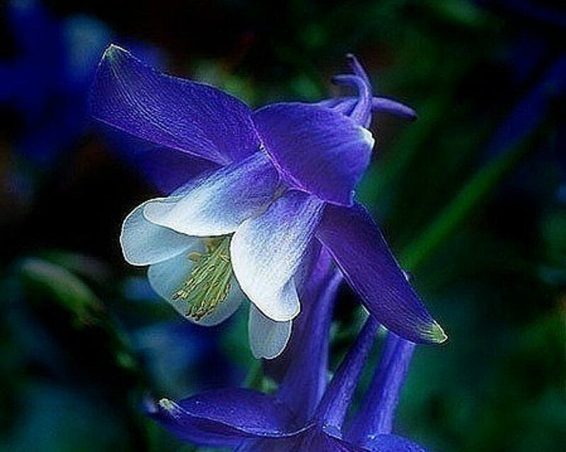 Purple Columbine Flower — Blue, Serene
