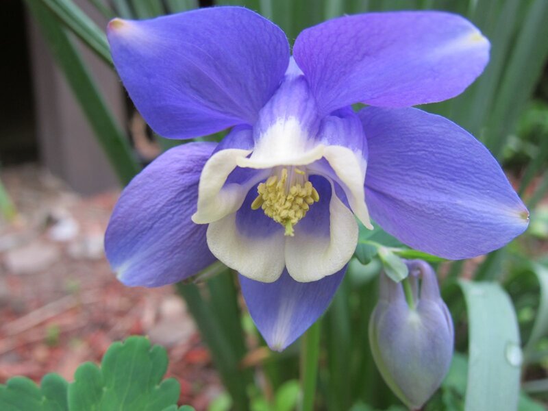 Purple Columbine Flower — Blue