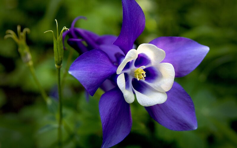 Purple Columbine Flower — Calm, Spring, Photograph, Green Leaves