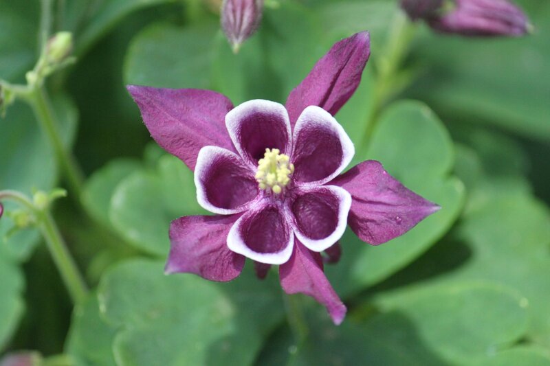 Purple Columbine Flower — Calm, Spring, Photograph