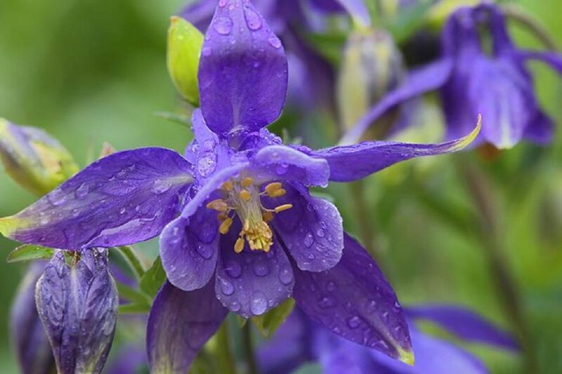 Purple Columbine Flower — Calm, Spring