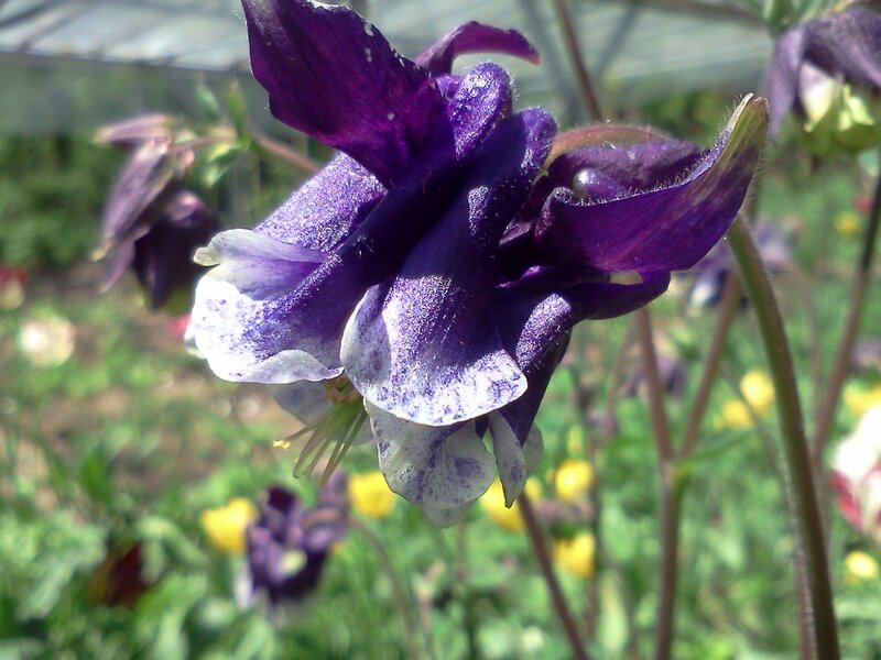 Purple Columbine Flower — Calm