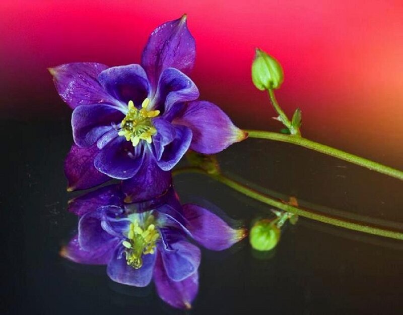 Purple Columbine Flower — Dramatic, Photograph, Bud