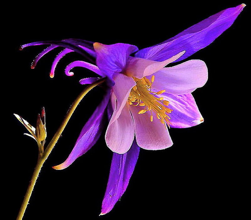 Purple Columbine Flower — Dramatic, Photograph, Stamen