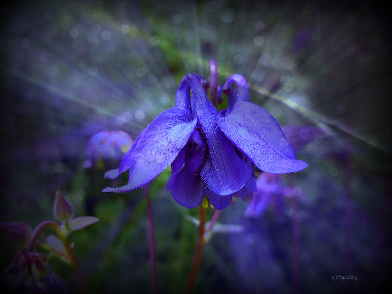 Purple Columbine Flower — Dramatic, Photograph, Stem, Bloom