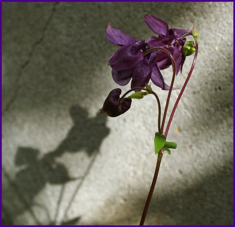 Purple Columbine Flower — Dramatic, Photograph, Stem