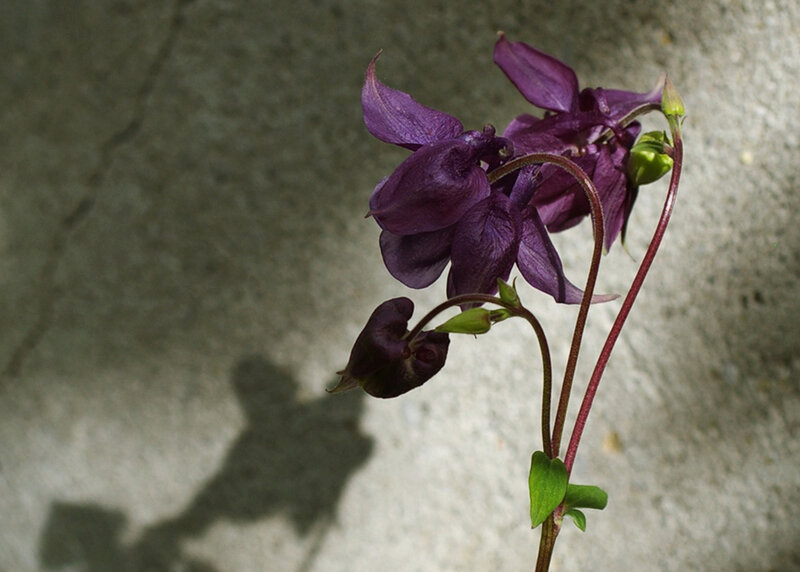 Purple Columbine Flower — Dramatic, Photograph