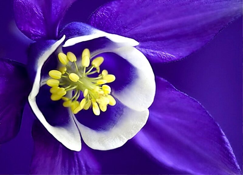 Purple Columbine Flower — Dramatic
