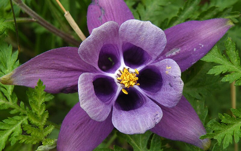 Purple Columbine Flower — Natural, Spring