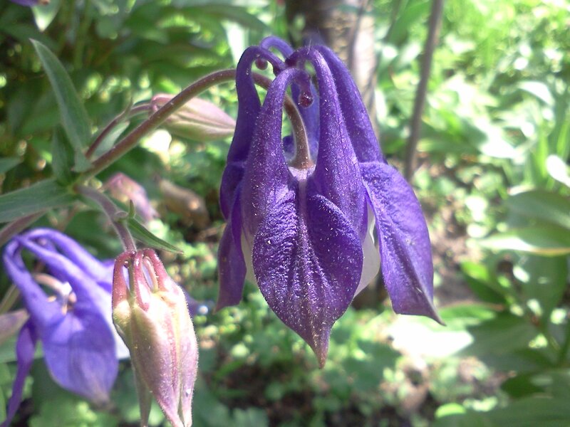 Purple Columbine Flower — Natural