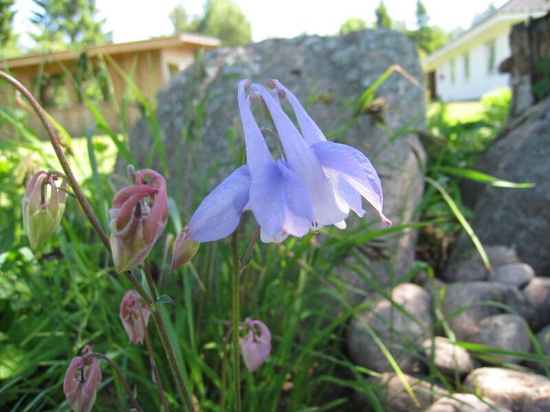 Purple Columbine Flower — Serene, Afternoon, Photograph