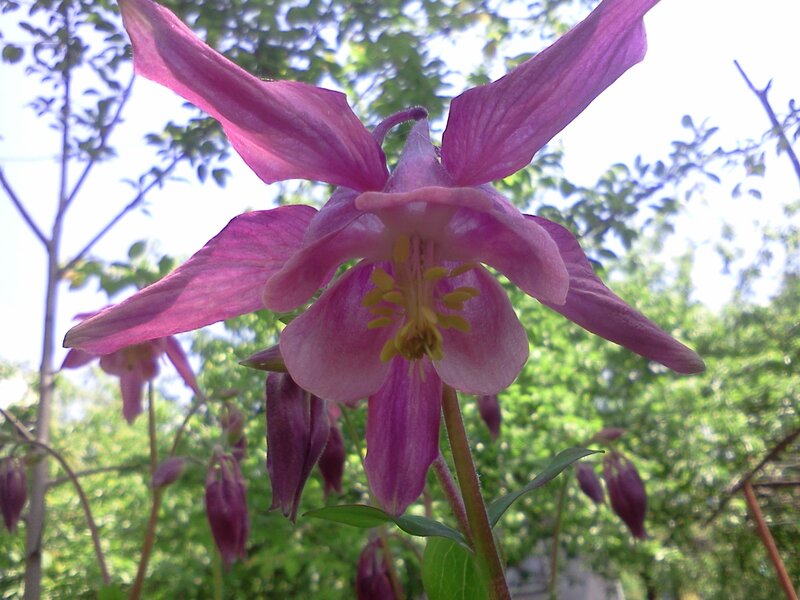 Purple Columbine Flower — Serene, Afternoon
