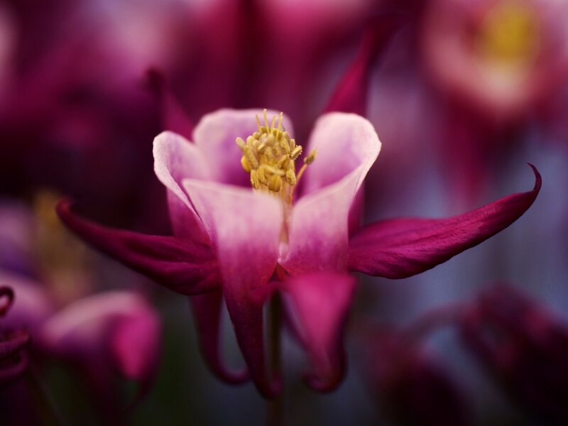 Purple Columbine Flower — Serene, Photograph