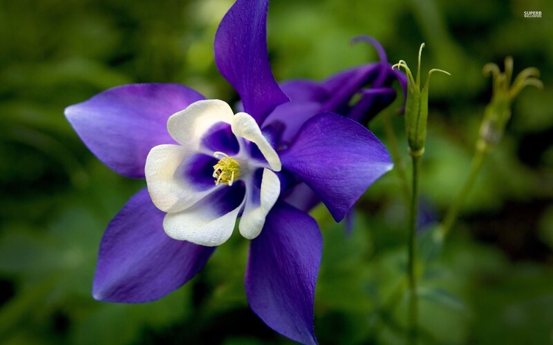 Purple Columbine Flower — Serene, Photograph, White Center