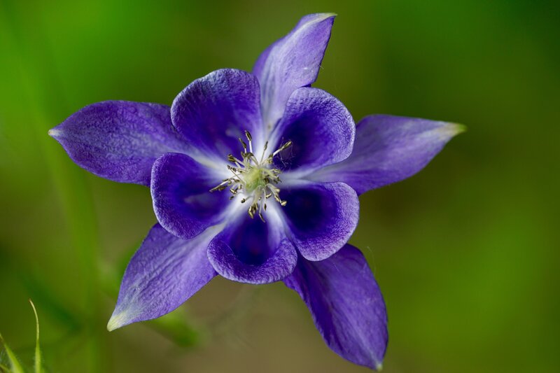 Purple Columbine Flower — Serene, Spring, Photograph, Green Leaves