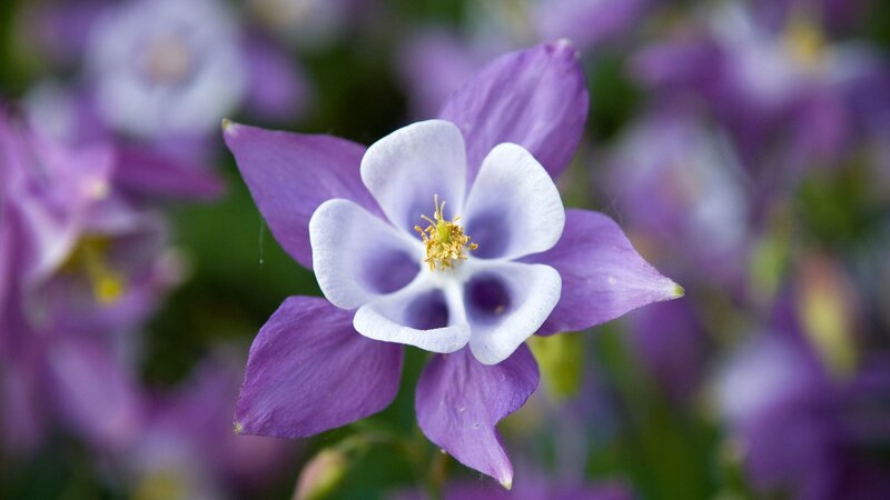 Purple Columbine Flower — Serene, Spring, Photograph, Petals