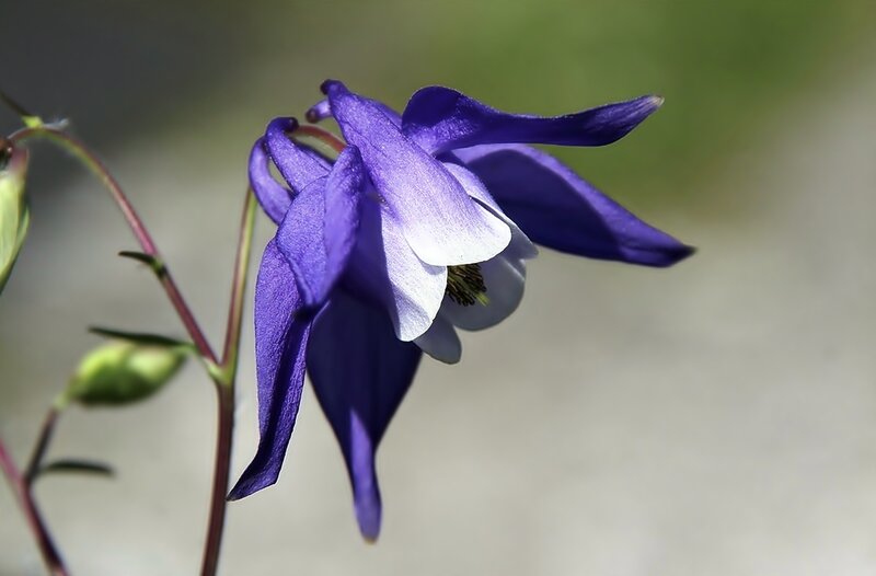 Purple Columbine Flower — Serene, Spring, Photograph, Stem