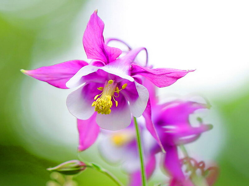 Purple Columbine Flower — Serene, Spring, Photograph