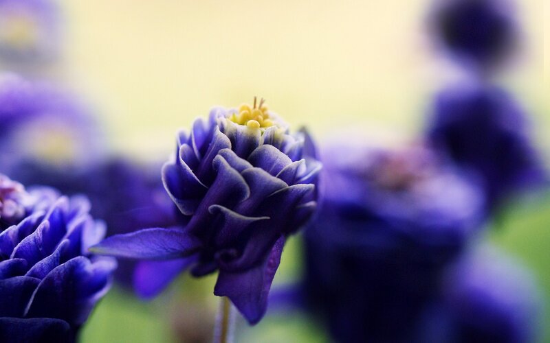 Purple Columbine Flower — Serene, Spring, Photograph, Yellow Center