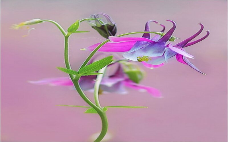 Purple Columbine Flower — Serene, Spring