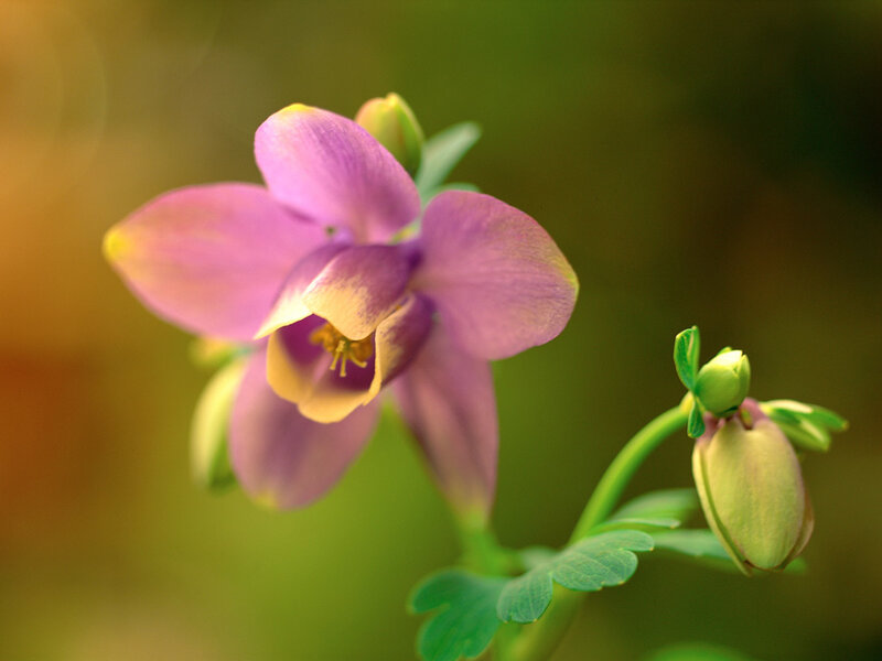 Purple Columbine Flower — Serene