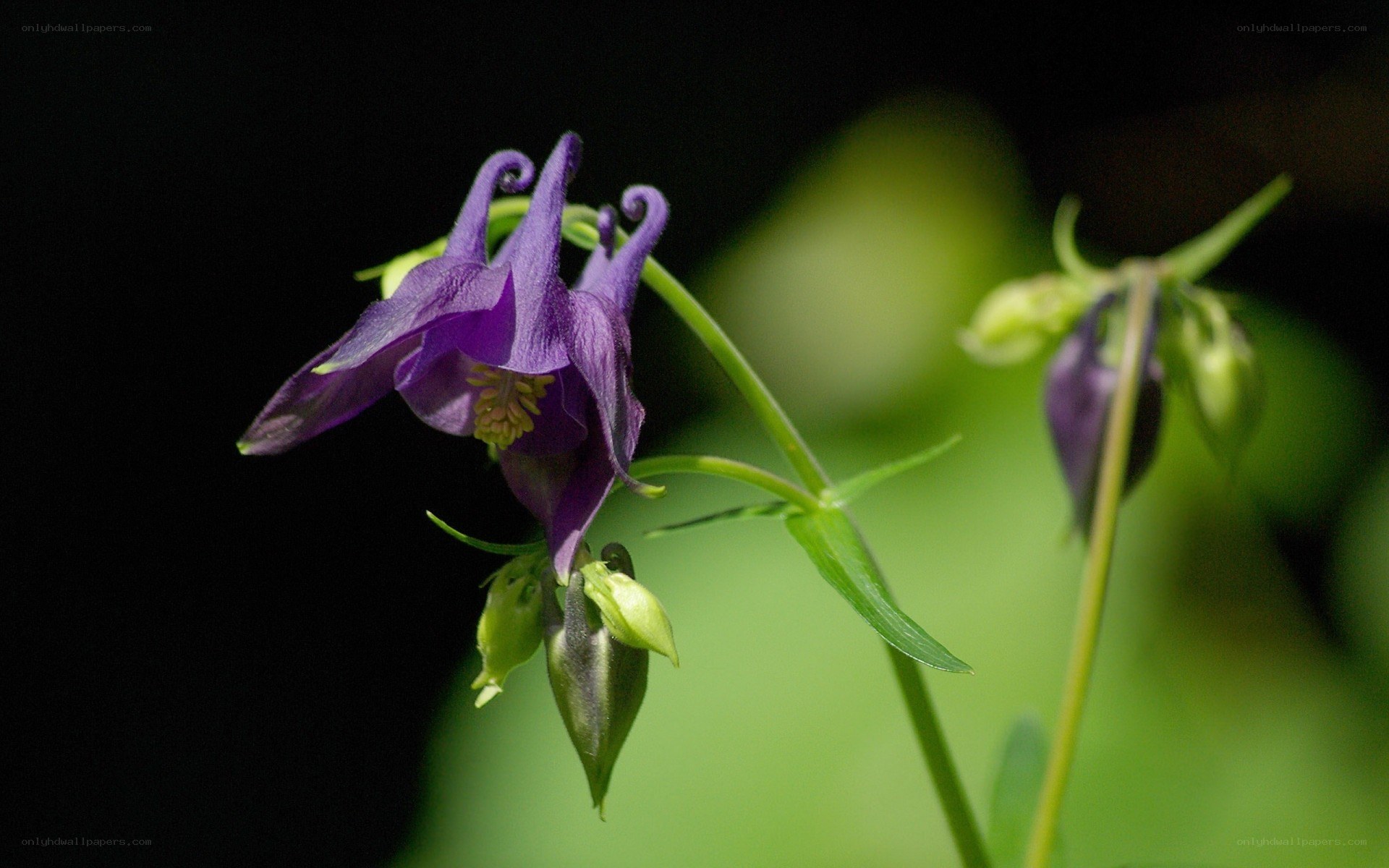 purple columbine flower