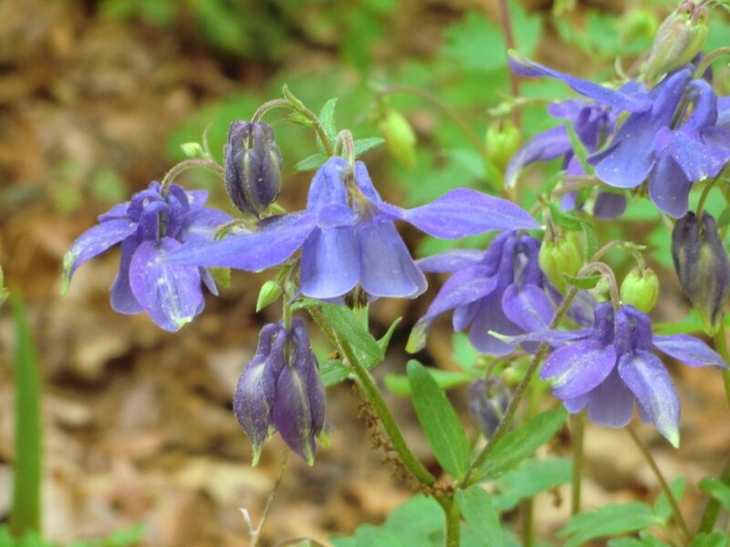purple columbine flowers