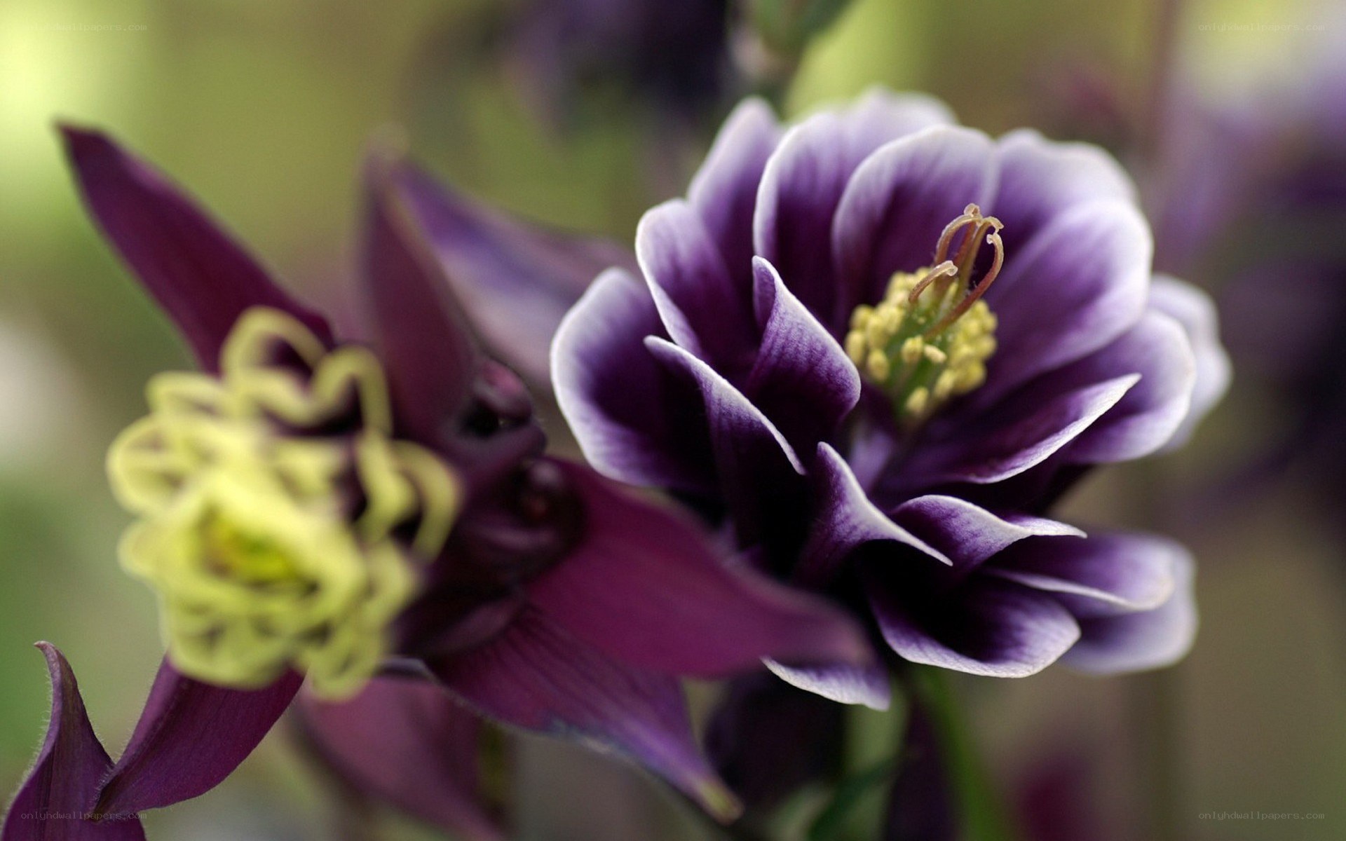 purple columbine flowers