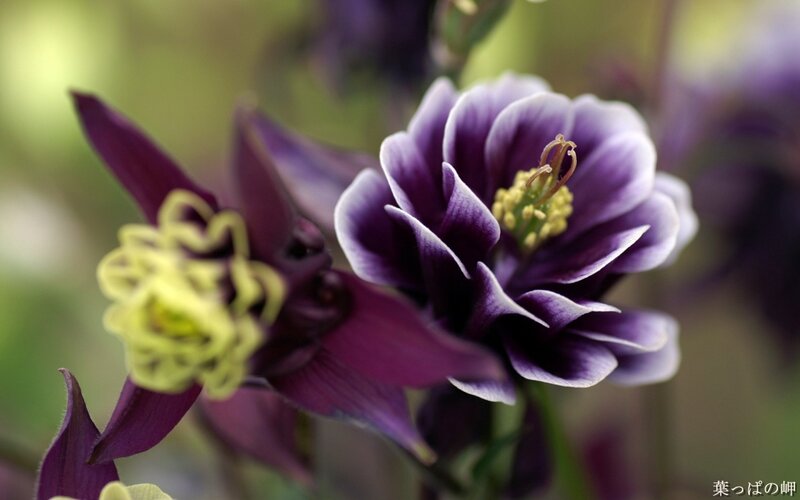 Purple columbine flowers