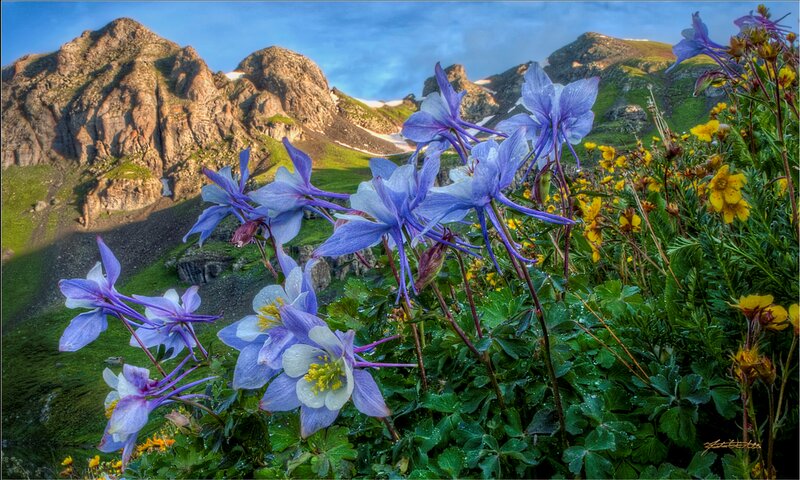 Purple Columbine Flowers — Blue