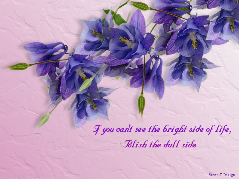 Purple Columbine Flowers — Calm, Photograph