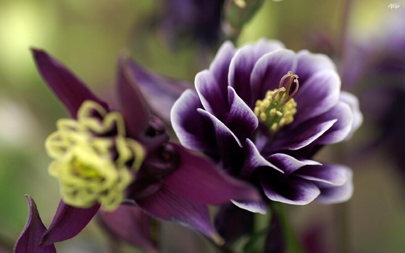 Purple Columbine Flowers — Calm, Spring, Photograph
