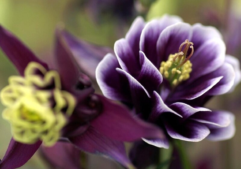 Purple Columbine Flowers — Calm, Spring